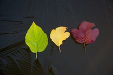 Leaves On Ice Royalty Free Stock Images