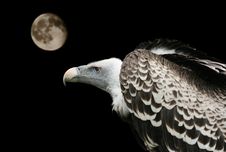 Griffon Vulture Royalty Free Stock Photography Griffon Vulture Royalty Free Stock Photography