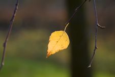 Birch Leaves Against A Dark Background Royalty Free Stock Images Birch Leaves Against A Dark Background Royalty Free Stock Images