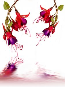 Fuchsia Background. Royalty Free Stock Image