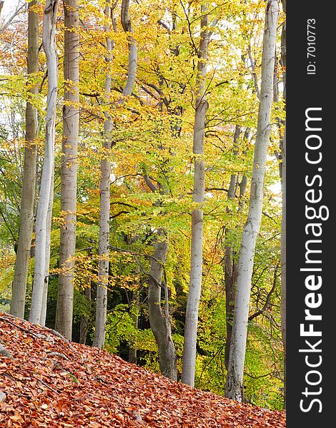Beech woods during fall season, vertical frame. Beech woods during fall season, vertical frame