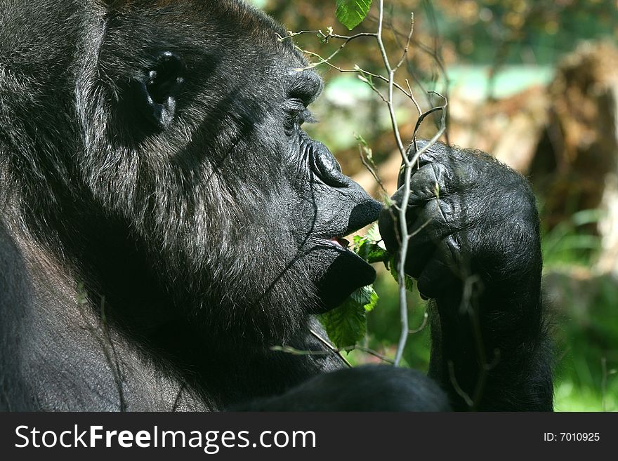 Eating Chimpanzee eating green branch; detail on face - portrait. Eating Chimpanzee eating green branch; detail on face - portrait