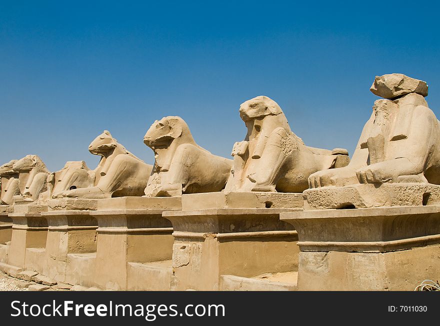 Sheep in Karnak temple (Luxor, Egypt)