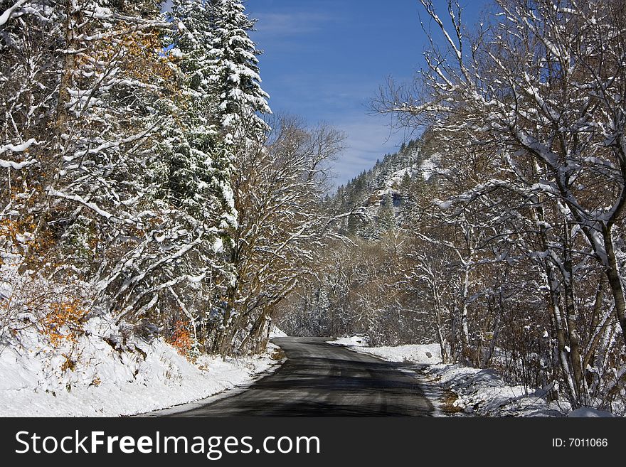 View of pine trees right after a snow storm with deep blue sky's. View of pine trees right after a snow storm with deep blue sky's