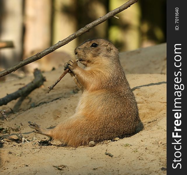 Prairie dog eating