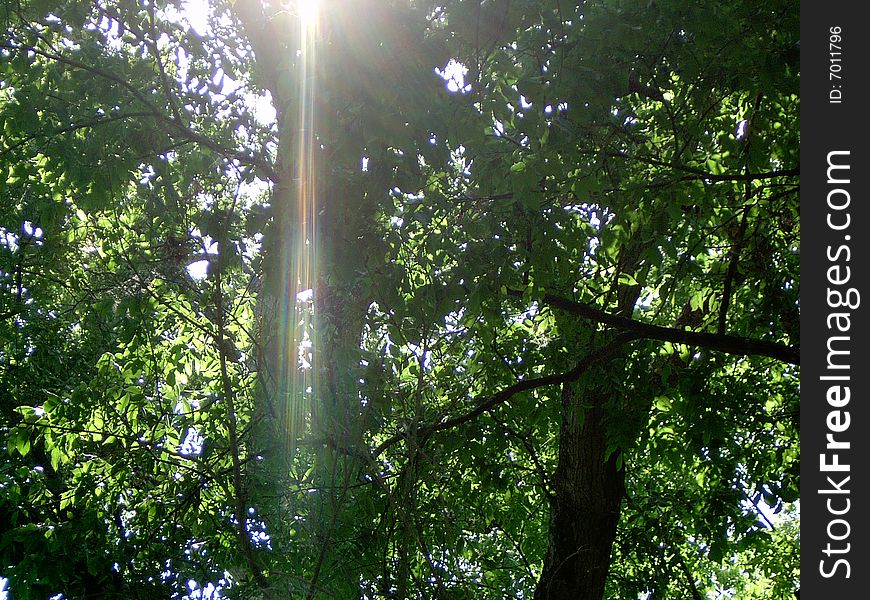 Sunrays thru the water oak trees. Sunrays thru the water oak trees