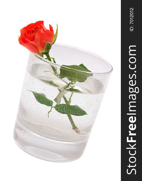 Small red rose in a glass.