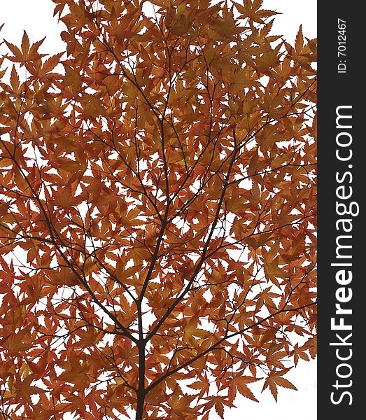 A twig with many red autumn maple leaves against a white background. A twig with many red autumn maple leaves against a white background
