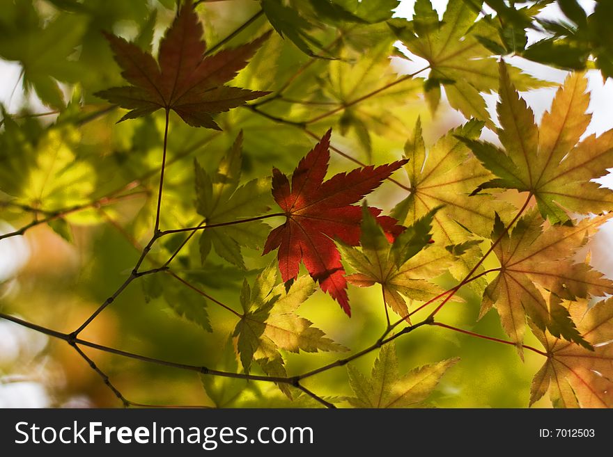 Image of various autumn maple leaves. Image of various autumn maple leaves.