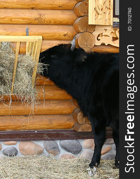 Bull in feeding place eat hay. Bull in feeding place eat hay