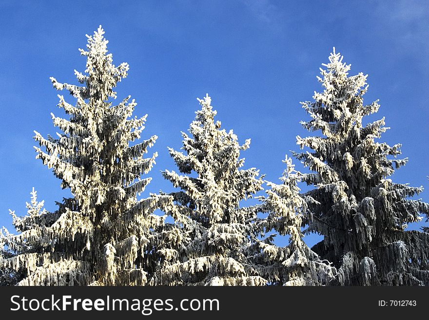 Three fir tops in winter covered with snow/frost in front of crisp blue sky. Three fir tops in winter covered with snow/frost in front of crisp blue sky