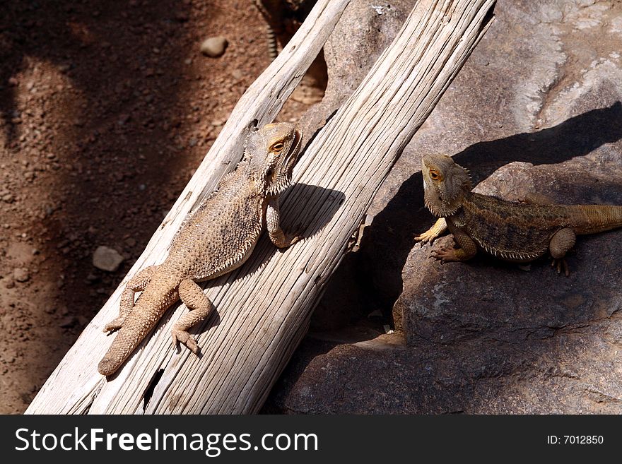 Two lizards with one sunning itself on a branch. Two lizards with one sunning itself on a branch.