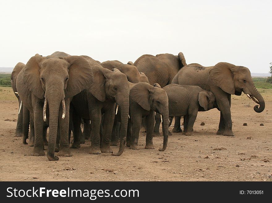 A photo of some African elephants in the wild