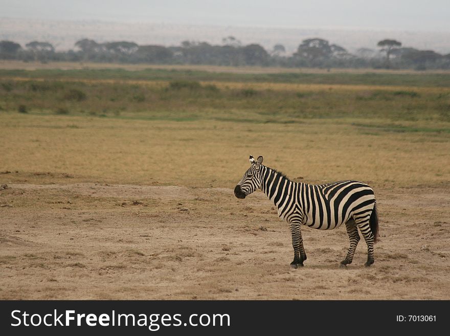 A photo of a Zebra taken in Kenya