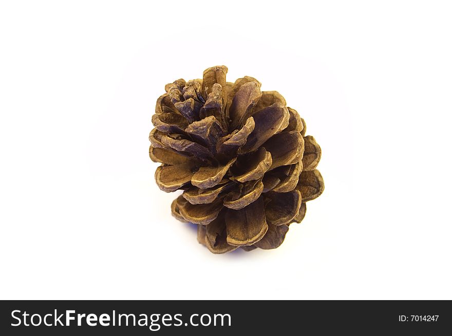 A photograph of a pine cone against a white background