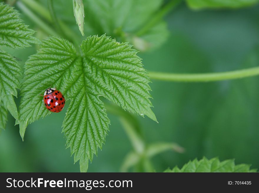 Red ladybug on young green leaf. Red ladybug on young green leaf