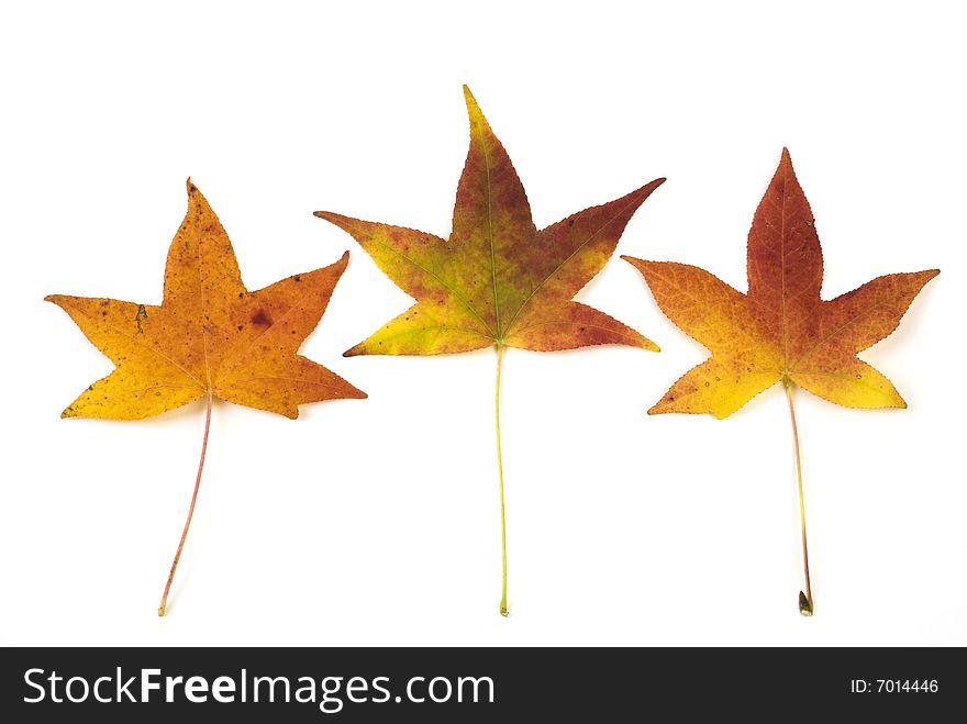 Closeup of three fall colored maple leaves on a white background. Closeup of three fall colored maple leaves on a white background