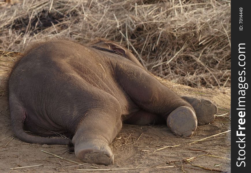 Sleeping baby elephant, Nepal, Asia