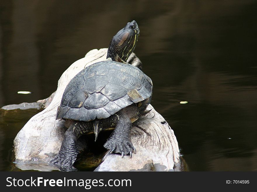 African Helmeted Turtle