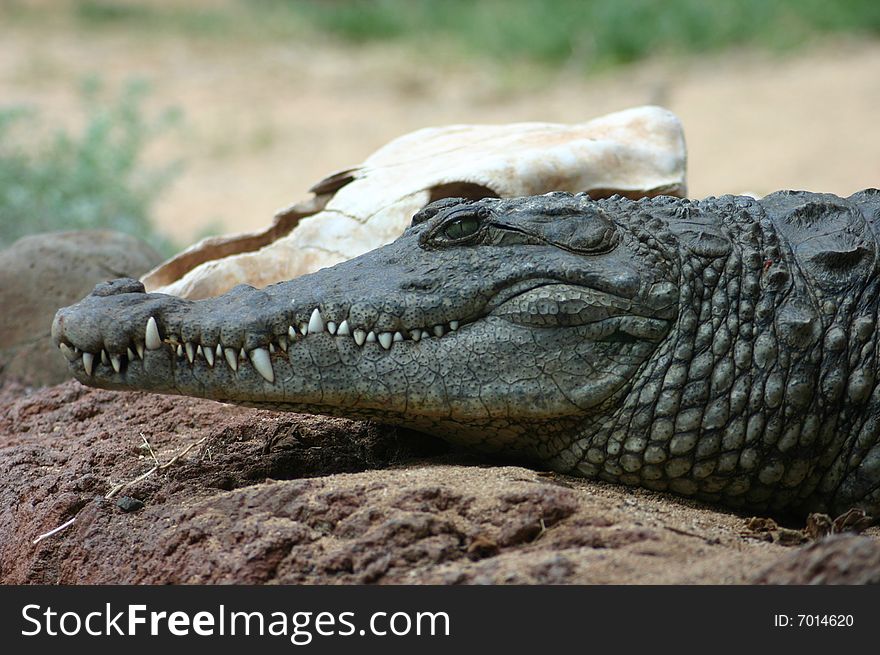 Nile Crocodiles' brains and hearts are more advanced than those of any other living reptiles. They have changed little in 65 million years. In contrast lizards, they have a high walk. They swim with their tails, but their hind feet are webbed and can be used to submerge quickly. Adult Nile Crocodiles weighing 2,200 pounds and 21 feet long have been recorded.