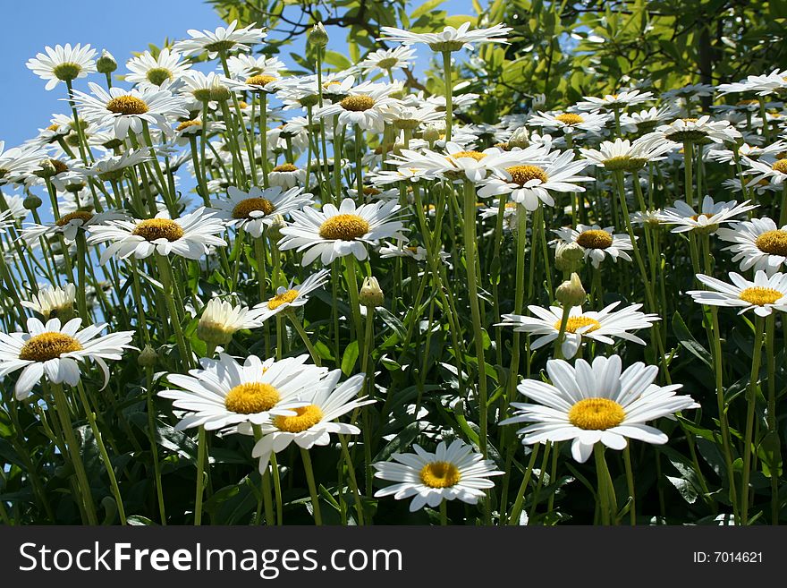 amazing field of daisy's in blue sky. amazing field of daisy's in blue sky