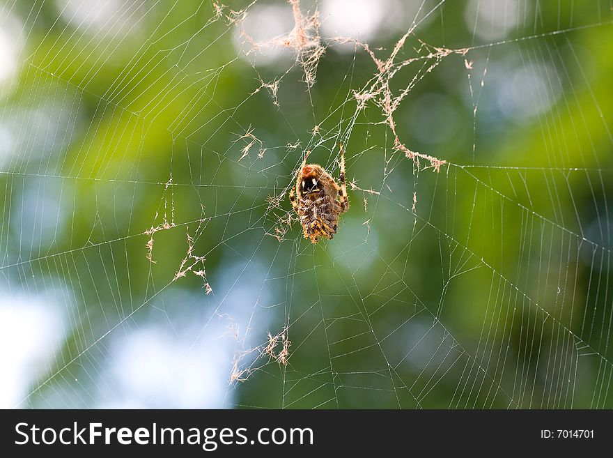 Orange and black striped spider on a web with a green background. Orange and black striped spider on a web with a green background.