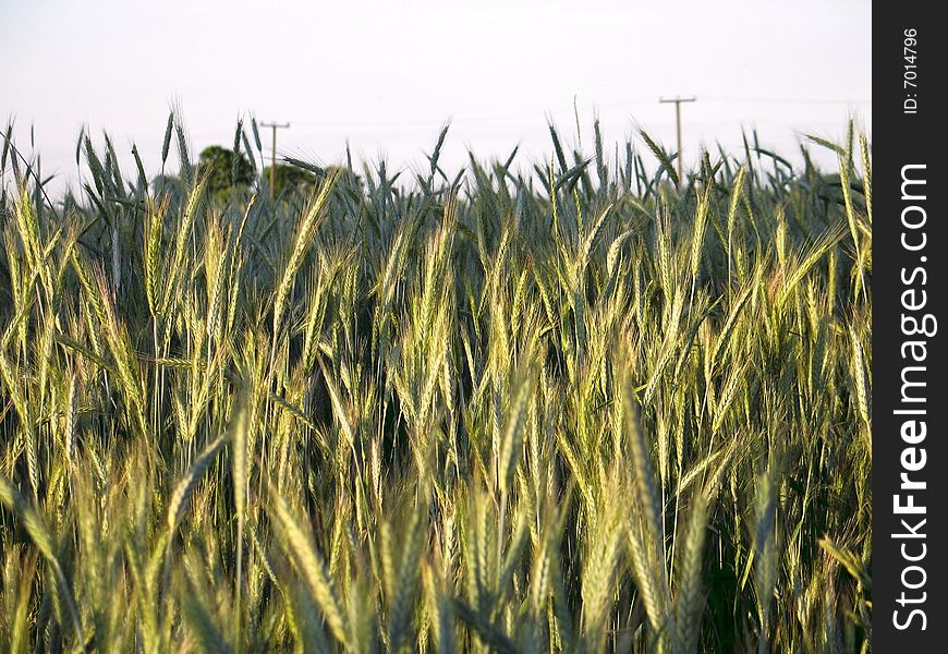 Boundless wheaten field at a dawn