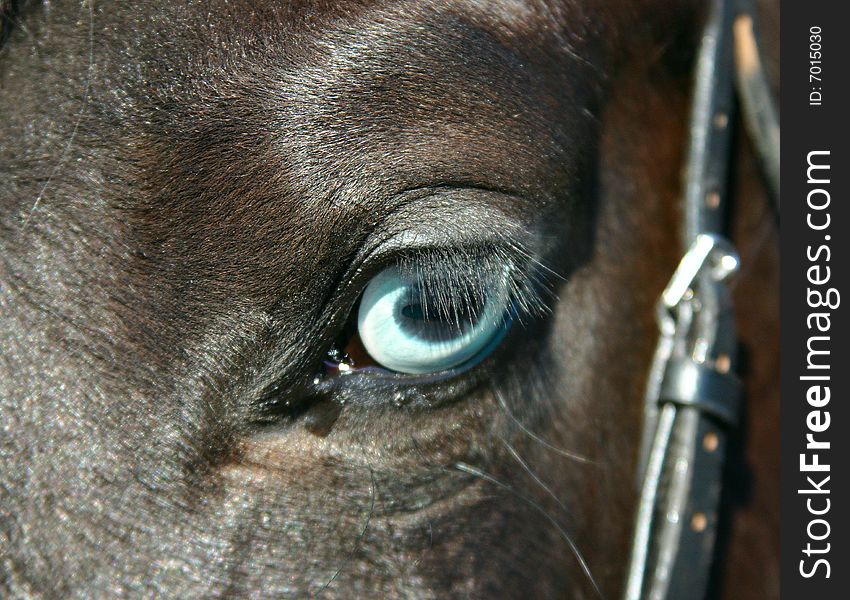 A detail of a horse (blue) eye. A detail of a horse (blue) eye