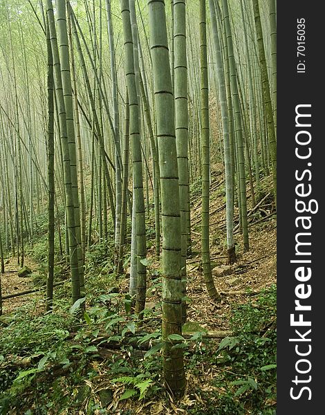 Bamboo forest in Asia. Bamboo is the fastest growing plant in the world and has many uses, especially in Asia.