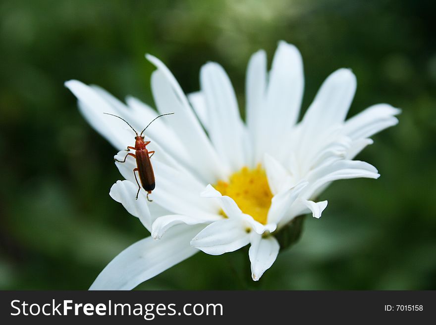 Red beetle climbing on the petals of a daisy. Red beetle climbing on the petals of a daisy
