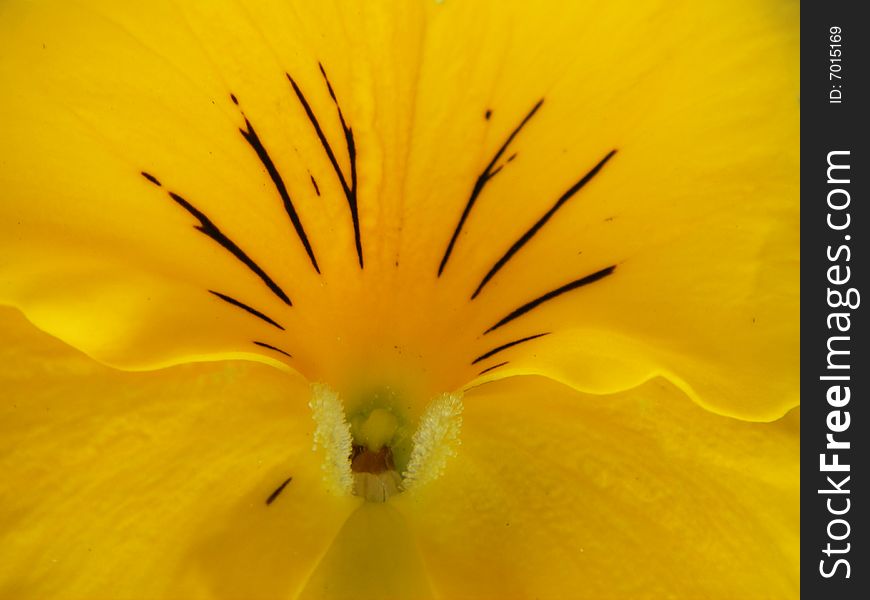 Close up of a yellow pansy with brown/black markings. Close up of a yellow pansy with brown/black markings