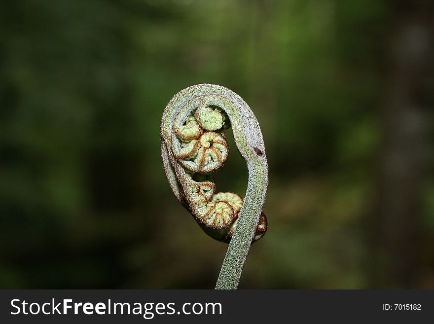 Young fiddle head of a bracken fern