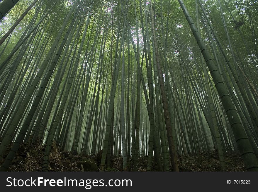Bamboo forest in Asia. Bamboo is the fastest growing plant in the world and has many uses, especially in Asia.