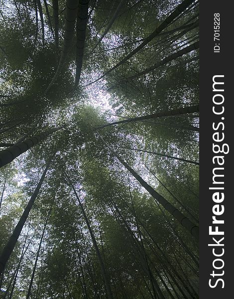 A view of bamboo against the sky. A view of bamboo against the sky