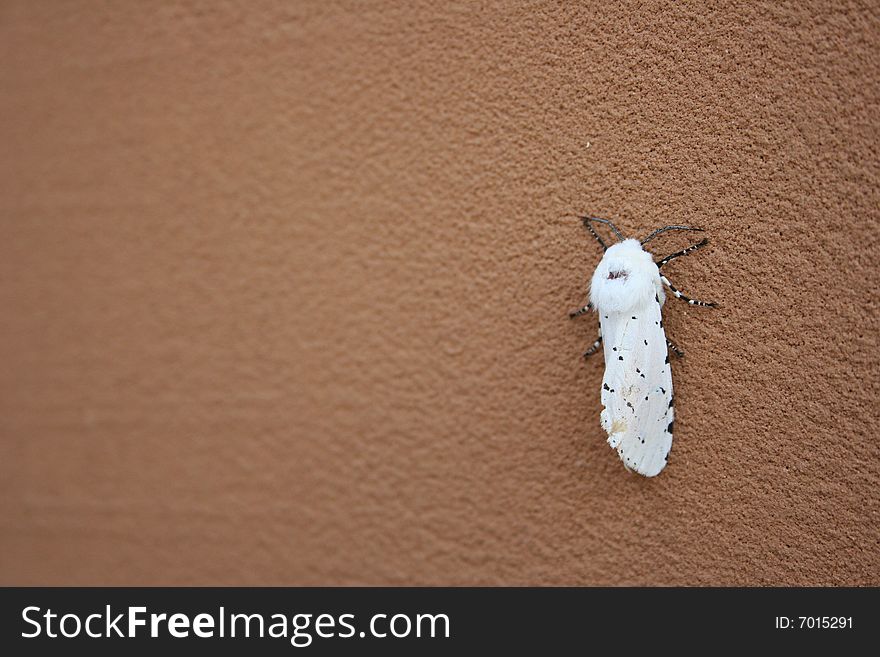 White Moth On Wall