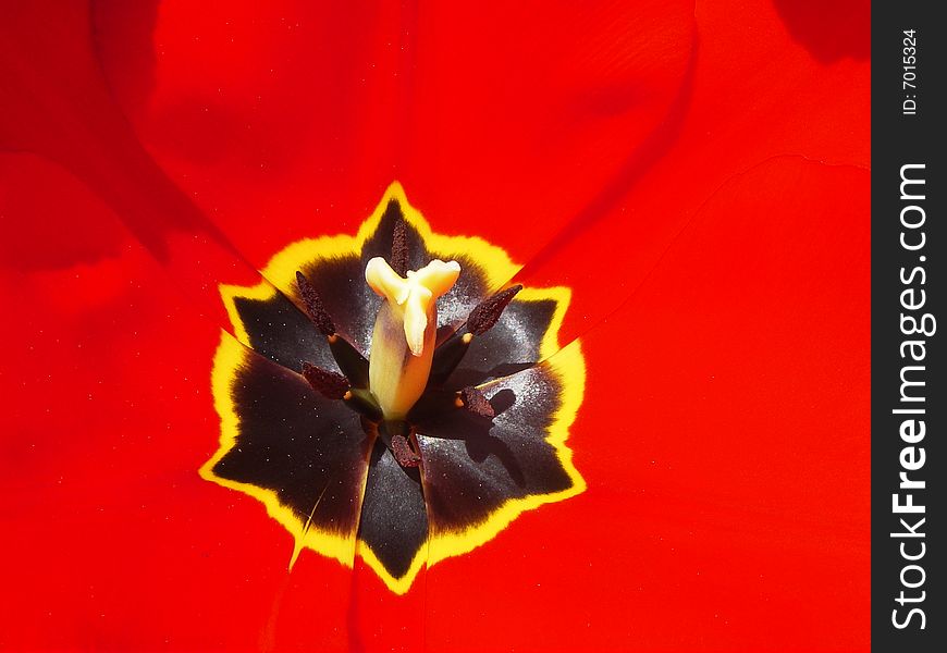 Red tulip close up on center