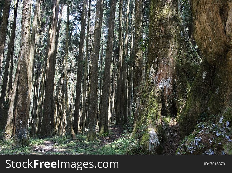 Cypress fir forest. New trees in the background contrast with a trunk of an old tree