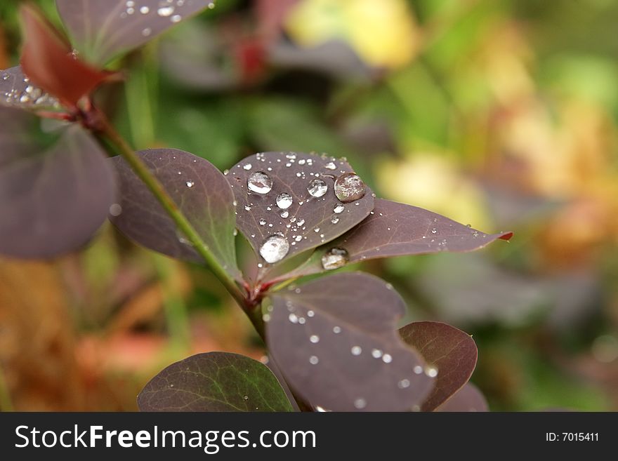 Drops on a leaf after rain. Drops on a leaf after rain