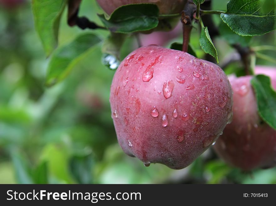 Apples hanging from a tree after rain