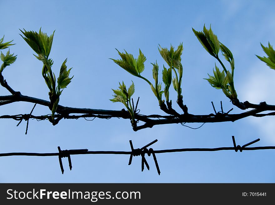 Young grapevine on a barbed wire