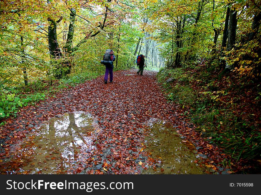 An image of a two mans walking in a forest