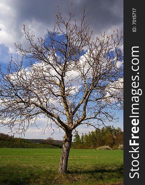 Insular tree in a meadow.