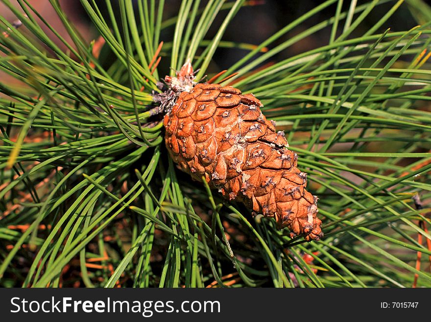 Close up of the brown cone and green needles. Close up of the brown cone and green needles