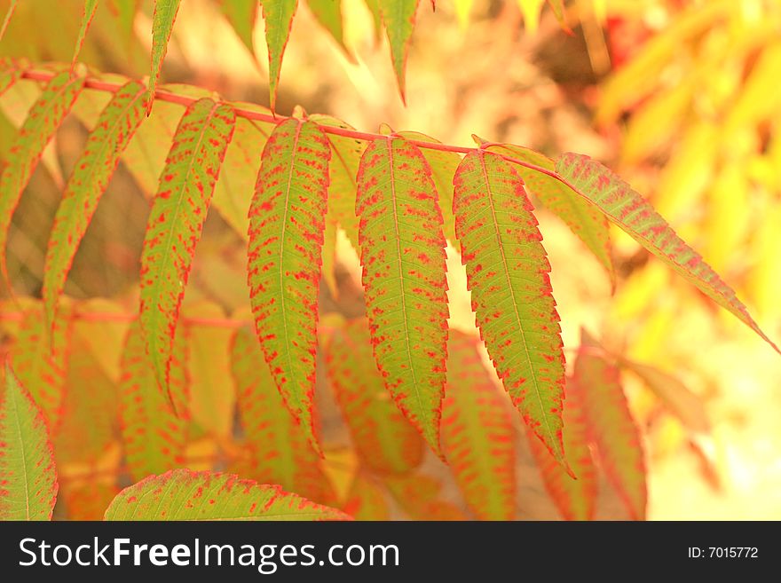 Sumac leaves