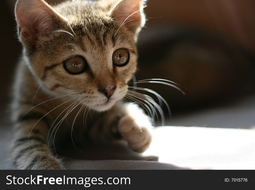 My little kitten Melusine chasing a sunray. My little kitten Melusine chasing a sunray.