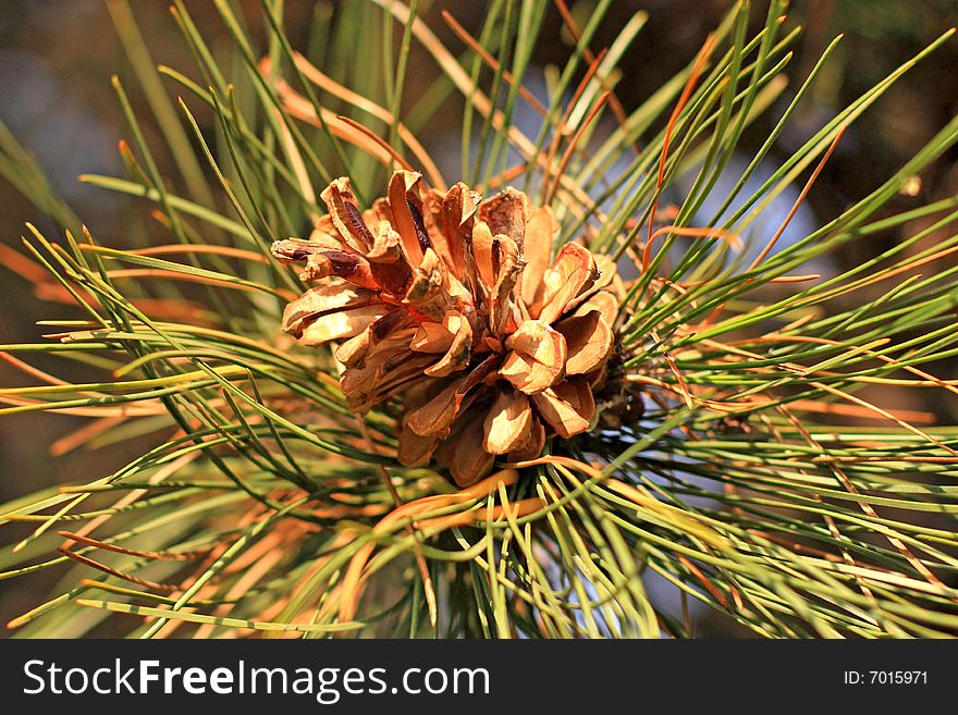 Close up of the brown cone and green pine tree needles