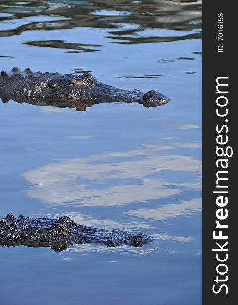 Florida alligator swimming in the water