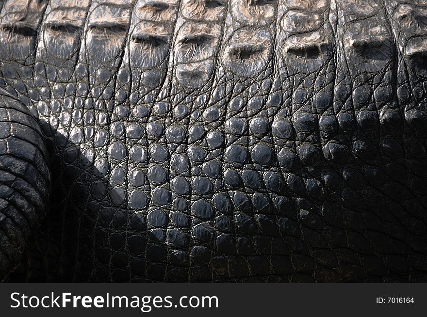Florida alligator, skin with nive texture. Florida alligator, skin with nive texture