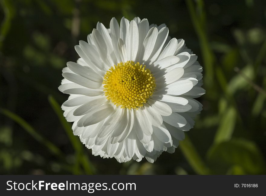 A very beautiful white flower