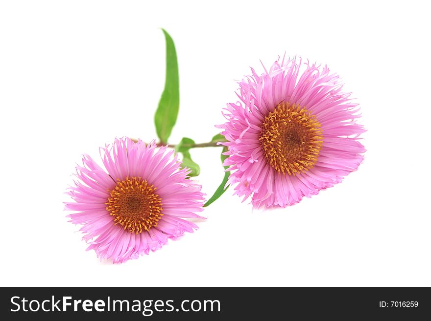 Two pink daisies isolated on white. Two pink daisies isolated on white.